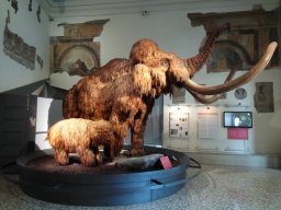 Città Alta, Bergamo - Museo di scienze naturali Enrico Caffi