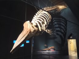 Città Alta, Bergamo - Museo di scienze naturali Enrico Caffi