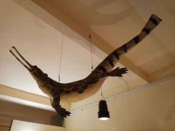 Città Alta, Bergamo - Museo di scienze naturali Enrico Caffi