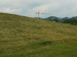 Bergamo - Airone cinerino, parco dell&#039;Ospedale Papa Giovanni XXIII